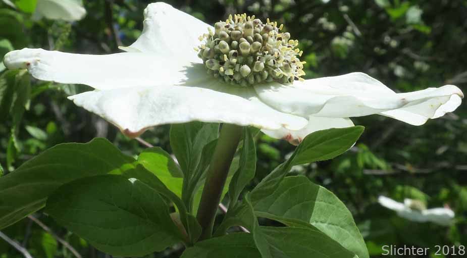 Mountain Dogwood, Nuttall's Dogwood, Pacific Dogwood, Western Flowering Dogwood: Cornus nuttallii