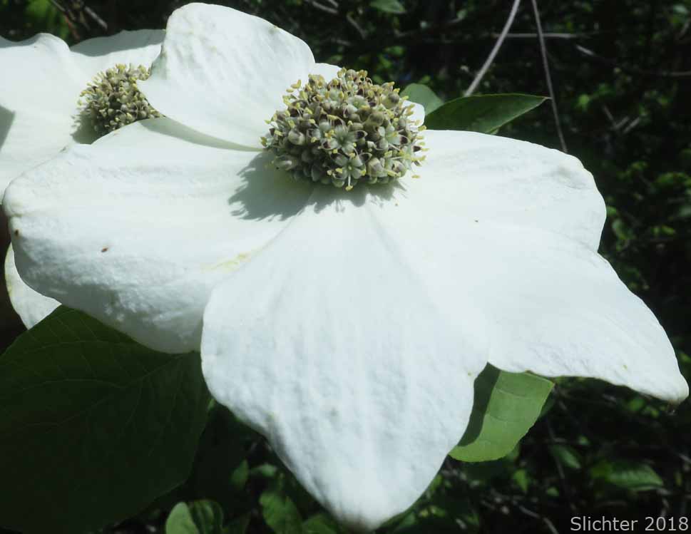 Mountain Dogwood, Nuttall's Dogwood, Pacific Dogwood, Western Flowering Dogwood: Cornus nuttallii