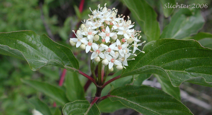 Creek Dogwood, Red-osier Dogwood, Western Red Osier: Cornus occidentalis (Synonyms: Cornus sericea ssp. occidentalis, Cornus stolonifera var. occidentalis)