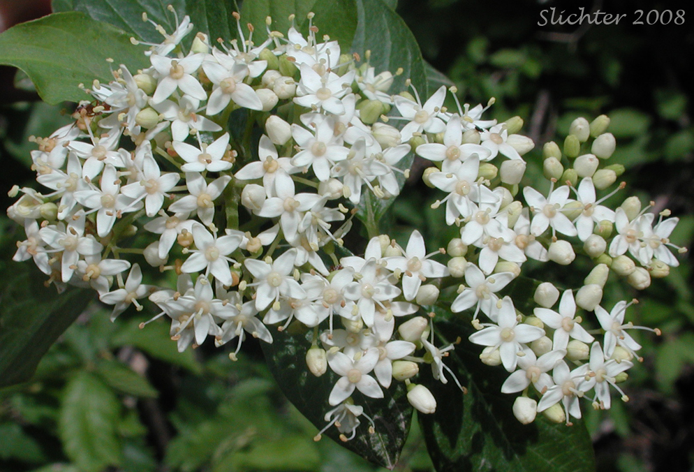 Inflorescence of Creek Dogwood, Red-osier Dogwood, Western Red Osier: Cornus occidentalis (Synonyms: Cornus sericea ssp. occidentalis, Cornus stolonifera var. occidentalis)