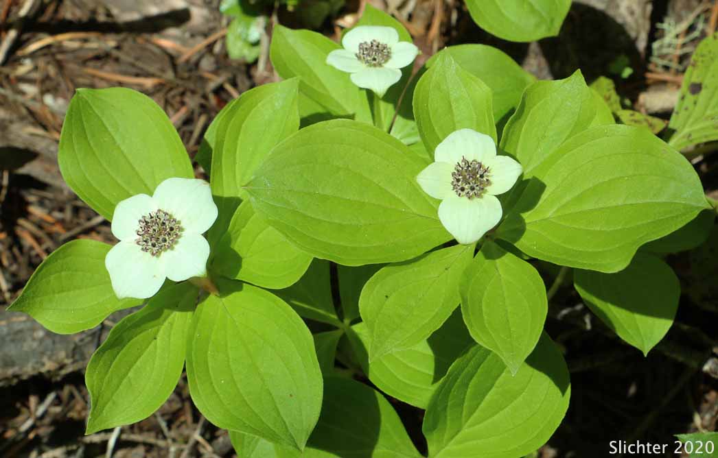 Bunchberry, Dwarf Cornel, Western Bunchberry: Cornus unalaschkensis (Synonym: Cornus canadensis)