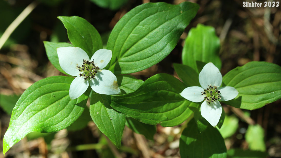 Bunchberry, Dwarf Cornel, Western Bunchberry: Cornus unalaschkensis (Synonym: Cornus canadensis)