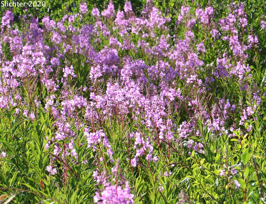 Fireweed, Great Willow-herb: Chamerion angustifolium (Synonyms: Chamaerion angustifolium ssp. angustifolium, Chamerion angustifolium, Chamerion angustifolium ssp. circumvagum, Chamerion angustifolium var. canescens, Epilobium angustifolium, Epilobium angustifolium var. intermedium)