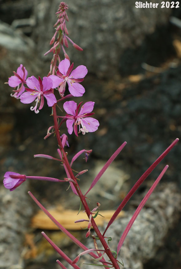 Fireweed, Great Willow-herb: Chamerion angustifolium (Synonyms: Chamaerion angustifolium ssp. angustifolium, Chamerion angustifolium, Chamerion angustifolium ssp. circumvagum, Chamerion angustifolium var. canescens, Epilobium angustifolium, Epilobium angustifolium var. intermedium)