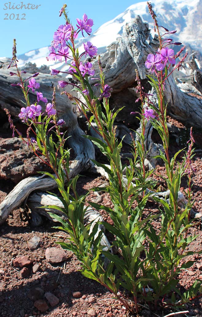Fireweed, Great Willow-herb: Chamerion angustifolium (Synonyms: Chamaerion angustifolium ssp. angustifolium, Chamerion angustifolium, Chamerion angustifolium ssp. circumvagum, Chamerion angustifolium var. canescens, Epilobium angustifolium, Epilobium angustifolium var. intermedium)