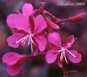 Fireweed, Great Willow-herb: Chamerion angustifolium var. canescens (Synonyms: Chamaenerion angustifolium, Chamerion angustifolium ssp. angustifolium, Chamerion angustifolium ssp. circumvagum, Chamerion angustifolium var. angustifolium, Chamerion danielsii, Chamerion platyphyllum, Chamerion spicatum, Epilobium angustifolium, Epilobium angustifolium ssp. circumvagum, Epilobium angustifolium ssp. macrophyllum, Epilobium angustifolium var. abbreviatum, Epilobium angustifolium var. canescens, Epilobium angustifolium var. intermedium, Epilobium angustifolium var. macrophyllum, Epilobium angustifolium var. platyphyllum, Epilobium spicatum)