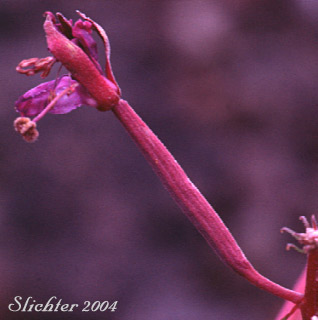 Fireweed, Great Willow-herb: Chamerion angustifolium (Synonyms: Chamaerion angustifolium ssp. angustifolium, Chamerion angustifolium, Chamerion angustifolium ssp. circumvagum, Chamerion angustifolium var. canescens, Epilobium angustifolium, Epilobium angustifolium var. intermedium)