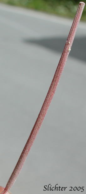 Cylindrical fruit of Fireweed, Great Willow-herb: Chamerion angustifolium var. canescens (Synonyms: Chamaenerion angustifolium, Chamerion angustifolium ssp. angustifolium, Chamerion angustifolium ssp. circumvagum, Chamerion angustifolium var. angustifolium, Chamerion danielsii, Chamerion platyphyllum, Chamerion spicatum, Epilobium angustifolium, Epilobium angustifolium ssp. circumvagum, Epilobium angustifolium ssp. macrophyllum, Epilobium angustifolium var. abbreviatum, Epilobium angustifolium var. canescens, Epilobium angustifolium var. intermedium, Epilobium angustifolium var. macrophyllum, Epilobium angustifolium var. platyphyllum, Epilobium spicatum)