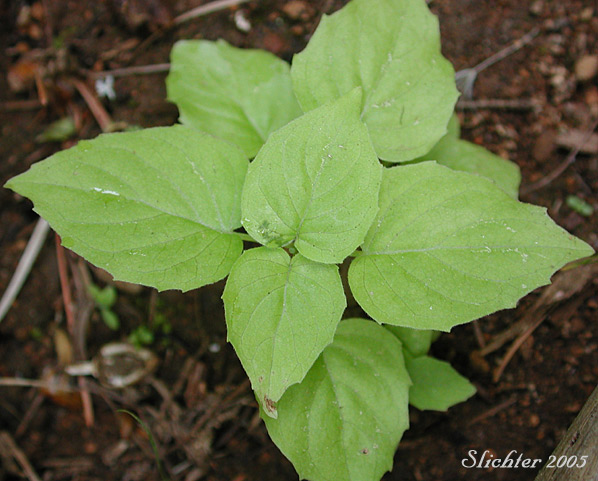 Enchanter's Nightshade, Pacific Enchanter's Nightshade: Circaea alpina ssp. pacifica (Synonym: Circaea alpina var. pacifica)