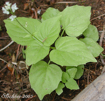Enchanter's Nightshade, Pacific Enchanter's Nightshade: Circaea alpina ssp. pacifica (Synonym: Circaea alpina var. pacifica)