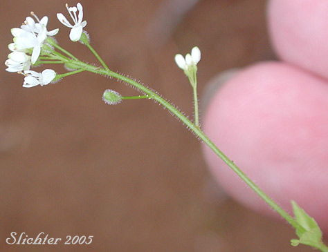 Inflorescence of Enchanter's Nightshade, Pacific Enchanter's Nightshade: Circaea alpina ssp. pacifica (Synonym: Circaea alpina var. pacifica)