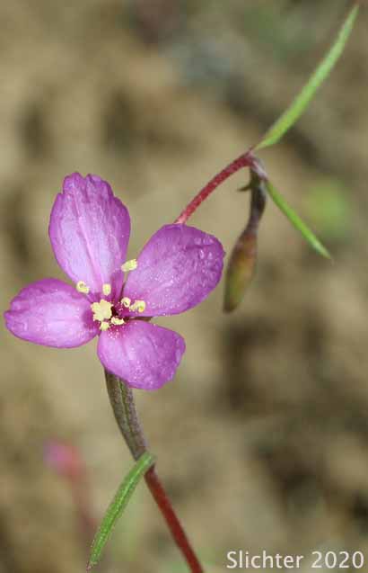 Slender Godetia: Clarkia gracilis (Synonyms:Godetia amoena var. concolor, Godetia amoena var. gracilis)