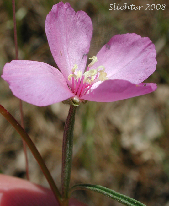 Slender Godetia: Clarkia gracilis (Synonyms:Godetia amoena var. concolor, Godetia amoena var. gracilis)