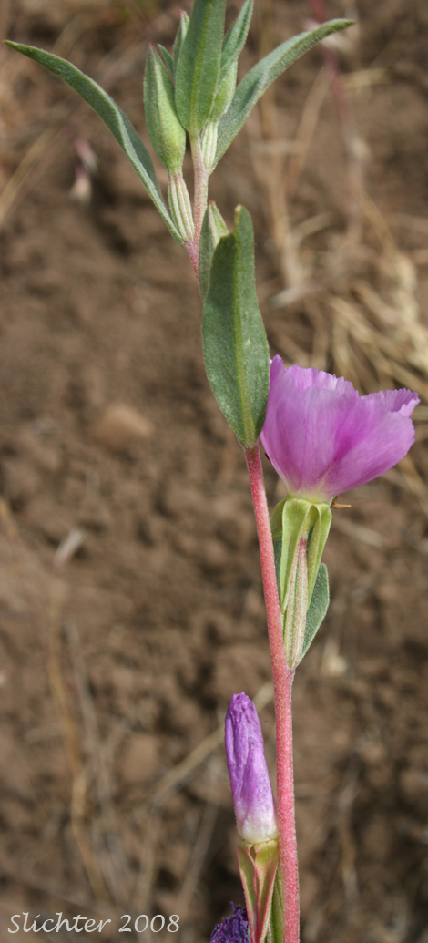 Four-spot, Small-flowered Godetia, Winecup Clarkia: Clarkia quadrivulnera (Synonyms: Clarkia purpurea ssp. quadrivulnera, Clarkia quadrivulnera, Godetia purpurea var. parviflora, Godetia quadrivulnera, Godetia quadrivulnera var. vacensis)
