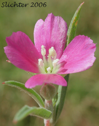 Flower of Winecup Clarkia, Small-flowered Godetia Clarkia purpurea ssp. quadrivulnera (Synonyms: Clarkia quadrivulnera, Godetia purpurea var. parviflora, Godetia quadrivulnera, Godetia quadrivulnera var. vacensis)