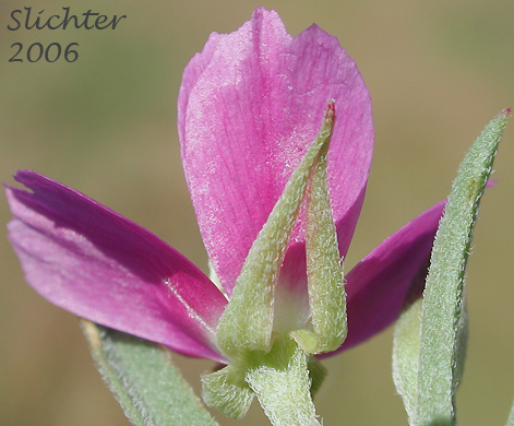 Sepals of Four-spot, Small-flowered Godetia, Winecup Clarkia: Clarkia quadrivulnera (Synonyms: Clarkia purpurea ssp. quadrivulnera, Clarkia quadrivulnera, Godetia purpurea var. parviflora, Godetia quadrivulnera, Godetia quadrivulnera var. vacensis)