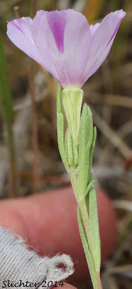 Flower of Four-spot, Small-flowered Godetia, Winecup Clarkia: Clarkia quadrivulnera (Synonyms: Clarkia purpurea ssp. quadrivulnera, Clarkia quadrivulnera, Godetia purpurea var. parviflora, Godetia quadrivulnera, Godetia quadrivulnera var. vacensis)