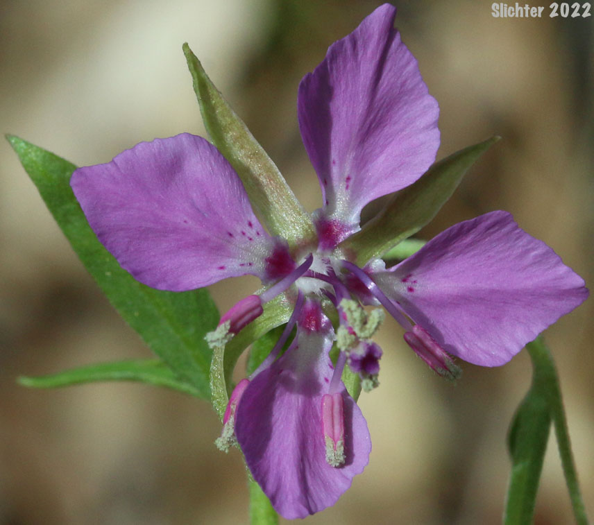 Flower of Common Clarkia, Diamond Clarkia, Diamond Fairyfan, Rhombic-petaled Clarkia: Clarkia rhomboidea