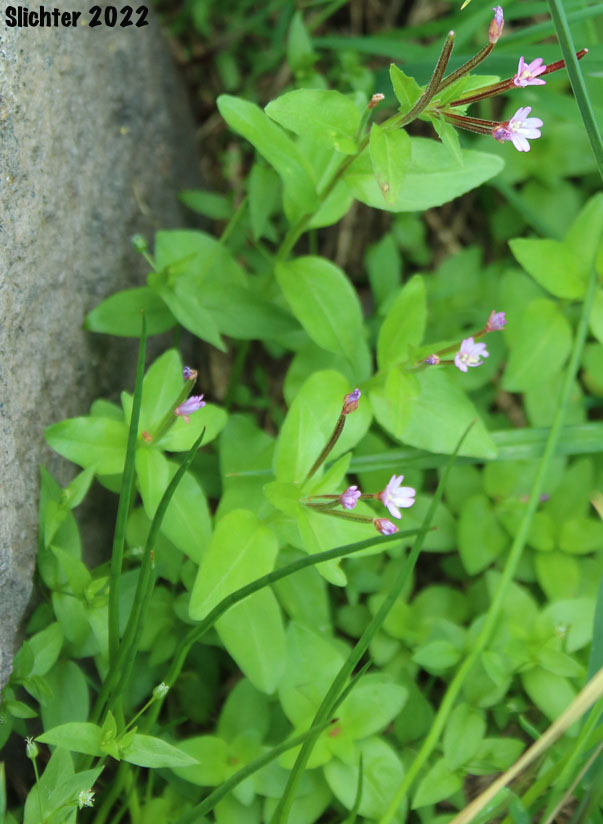 Alpine Willowherb, Alpine Willow-herb, Pimpernel Willowherb: Epilobium anagallidifolium (Synonyms: Epilobium alpinum, Epilobium alpinum var. alpinum, Epilobium anagallidifolium var. pseudoscaposum)