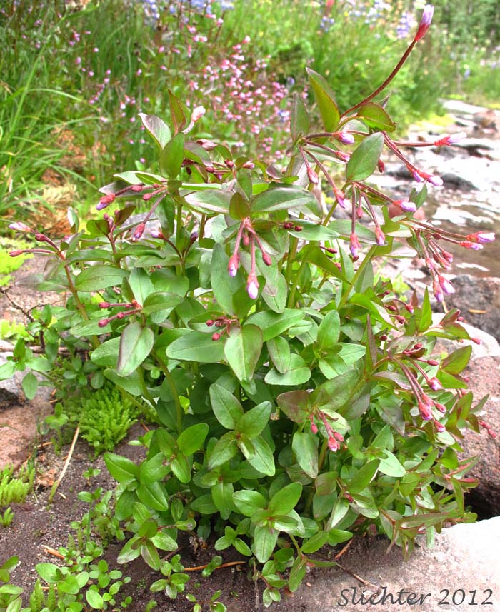 Alpine Willowherb, Alpine Willow-herb, Pimpernel Willowherb: Epilobium anagallidifolium (Synonyms: Epilobium alpinum, Epilobium alpinum var. alpinum)