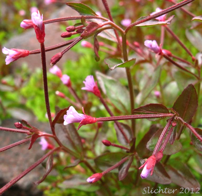 Alpine Willowherb, Alpine Willow-herb, Pimpernel Willowherb: Epilobium anagallidifolium (Synonyms: Epilobium alpinum, Epilobium alpinum var. alpinum)