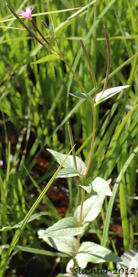 Ciliate Willowherb, Common Willowherb, Purple-leaved Willowherb: Epilobium ciliatum ssp. ciliatum (Synonyms: Epilobium adenocaulon var. adenocaulon, Epilobium adenocaulon var. perplexans, Epilobium brevistylum, Epilobium brevistylum var. brevistylum, Epilobium brevistylum var. ursinum, Epilobium californicum, Epilobium ciliatum var. ciliatum, Epilobium glandulosum, Epilobium glandulosum var. macounii, Epilobium occidentale, Epilobium watsonii var. occidentale, Epilobium watsonii var. parishii)
