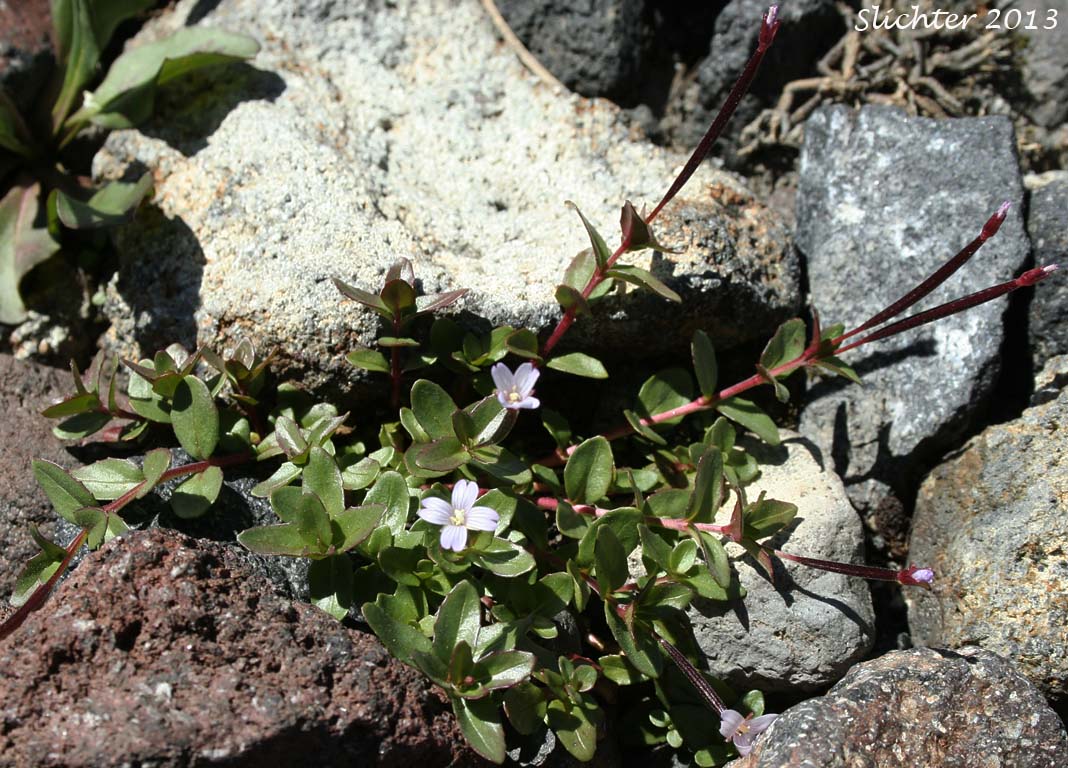 Club-pod Willowherb, Talus Willowherb: Epilobium clavatum (Synonyms: Epilobium alpinum var. albiflorum, Epilobium alpinum var. clavatum)