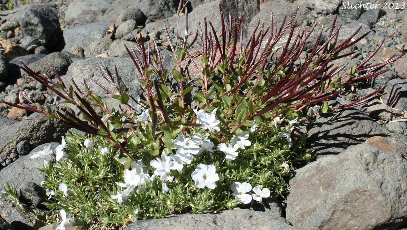 Club-pod Willowherb, Talus Willowherb: Epilobium clavatum (Synonyms: Epilobium alpinum var. albiflorum, Epilobium alpinum var. clavatum)