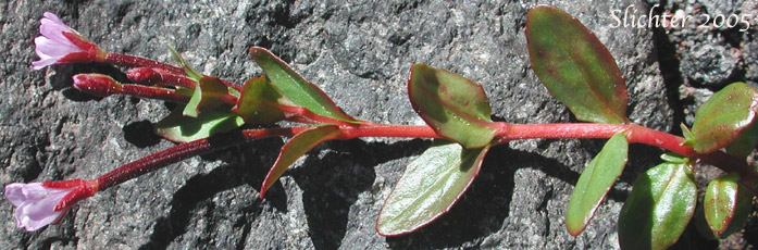 Club-pod Willowherb, Talus Willowherb: Epilobium clavatum (Synonyms: Epilobium alpinum var. albiflorum, Epilobium alpinum var. clavatum)