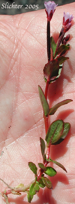 Club-pod Willowherb, Talus Willowherb: Epilobium clavatum (Synonyms: Epilobium alpinum var. albiflorum, Epilobium alpinum var. clavatum)