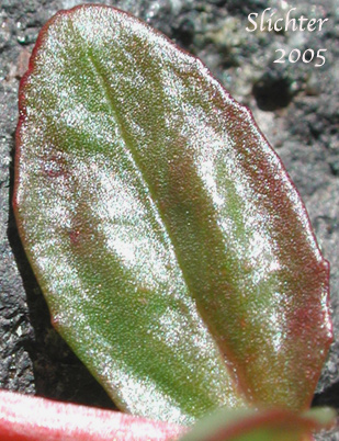 Stem leaf of Club-pod Willowherb, Talus Willowherb: Epilobium clavatum (Synonyms: Epilobium alpinum var. albiflorum, Epilobium alpinum var. clavatum)