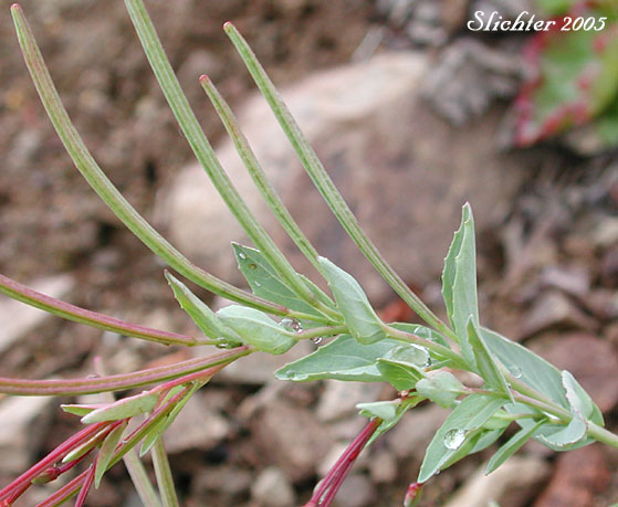 Glaucous Willowherb, Smooth Willowherb: Epilobium glaberrimum ssp. fastigiatum (Synonym: Epilobium glaberrimum var. fastigiatum)