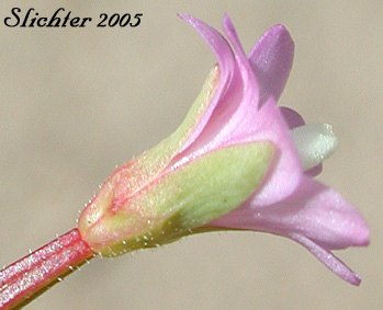 Glaucous Willowherb, Smooth Willowherb: Epilobium glaberrimum ssp. fastigiatum (Synonym: Epilobium glaberrimum var. fastigiatum)