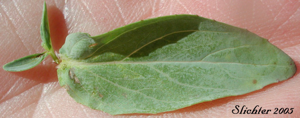 Stem leaf of Glaucous Willowherb, Smooth Willowherb: Epilobium glaberrimum ssp. fastigiatum (Synonym: Epilobium glaberrimum var. fastigiatum)
