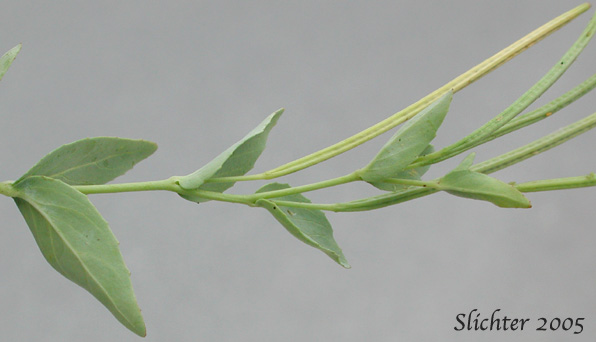 Fruits of Glaucous Willowherb, Smooth Willowherb: Epilobium glaberrimum ssp. fastigiatum (Synonym: Epilobium glaberrimum var. fastigiatum)