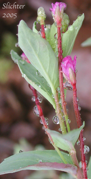 Glaucous Willowherb, Smooth Willowherb: Epilobium glaberrimum ssp. fastigiatum (Synonym: Epilobium glaberrimum var. fastigiatum)