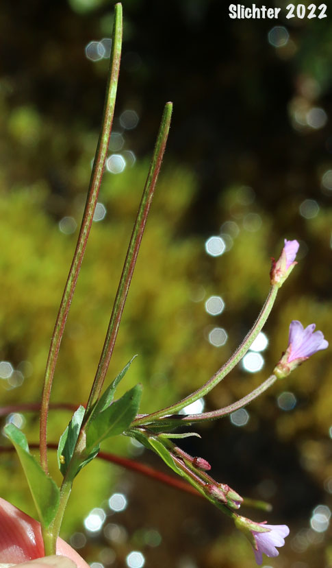 Alpine Willowherb, Hornemann's Willowherb: Epilobium hornemannii ssp. hornemannii (Synonyms: Epilobium alpinum, Epilobium alpinum var. nutans, Epilobium hornemannii var. hornemannii)