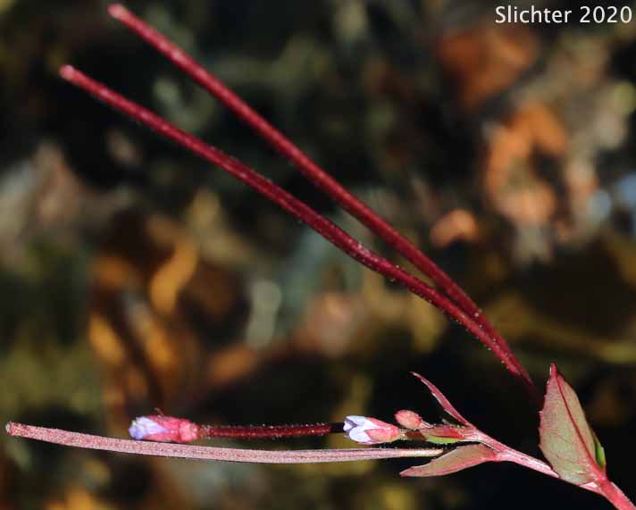 Alpine Willowherb, Hornemann's Willowherb: Epilobium hornemannii ssp. hornemannii (Synonyms: Epilobium alpinum, Epilobium alpinum var. nutans, Epilobium hornemannii var. hornemannii)