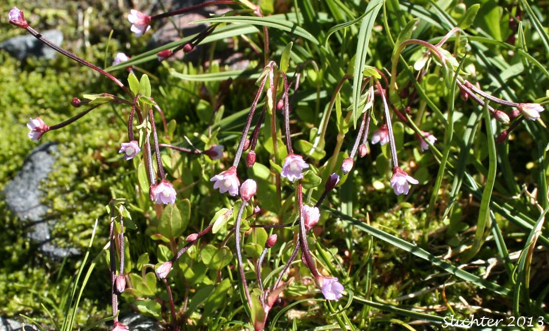 Alpine Willowherb, Hornemann's Willowherb: Epilobium hornemannii ssp. hornemannii (Synonyms: Epilobium alpinum, Epilobium alpinum var. nutans, Epilobium hornemannii var. hornemannii)