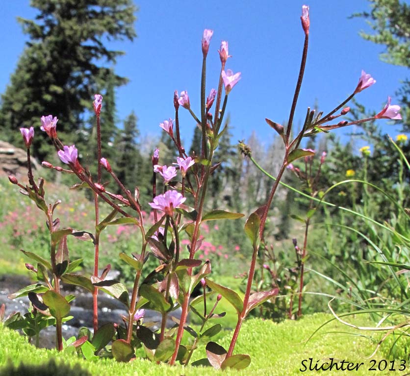 Alpine Willowherb, Hornemann's Willowherb: Epilobium hornemannii ssp. hornemannii (Synonyms: Epilobium alpinum, Epilobium alpinum var. nutans, Epilobium hornemannii var. hornemannii)