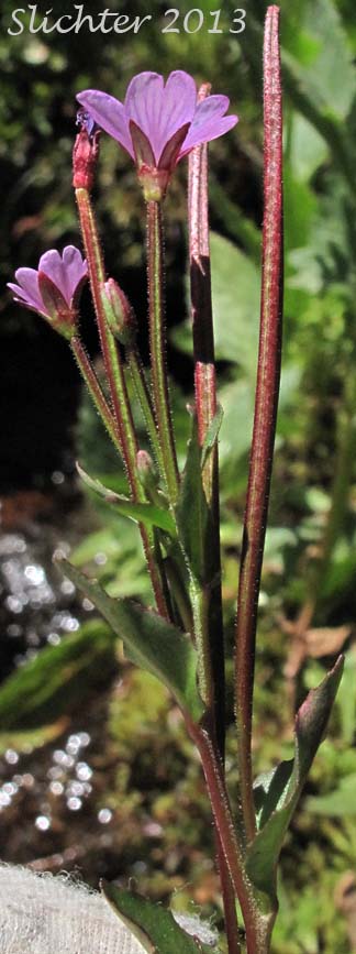 Alpine Willowherb, Hornemann's Willowherb: Epilobium hornemannii ssp. hornemannii (Synonyms: Epilobium alpinum, Epilobium alpinum var. nutans, Epilobium hornemannii var. hornemannii)