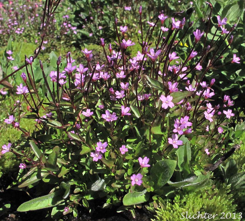 Alpine Willowherb, Hornemann's Willowherb: Epilobium hornemannii ssp. hornemannii (Synonyms: Epilobium alpinum, Epilobium alpinum var. nutans, Epilobium hornemannii var. hornemannii)