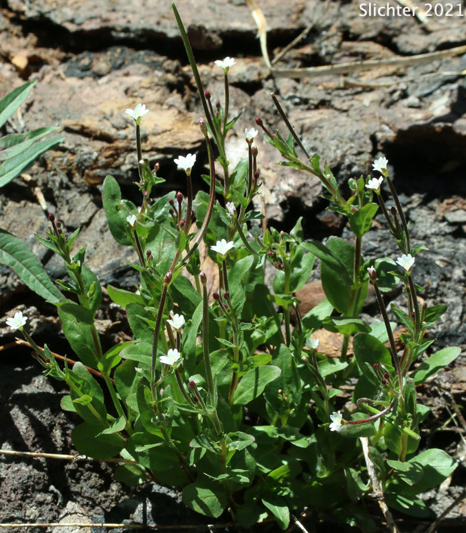White Willowherb, Milkflower Willowherb: Epilobium lactiflorum (Synonyms: Epilobium alpinum var. lactiflorum, Epilobium hornemannii var. lactiflorum)