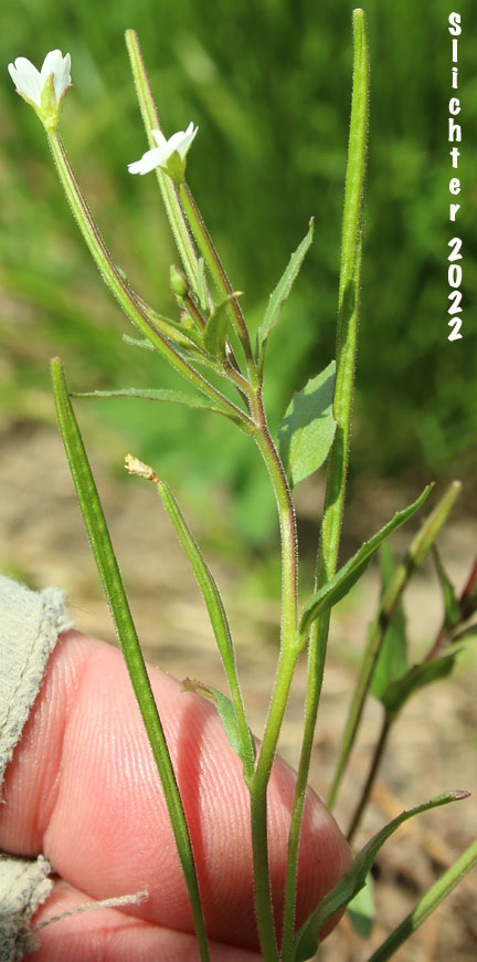 Inflorescence of White Willowherb, Milkflower Willowherb: Epilobium lactiflorum (Synonyms: Epilobium alpinum var. lactiflorum, Epilobium hornemannii var. lactiflorum)