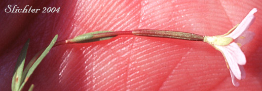 White Willowherb, Milkflower Willowherb: Epilobium lactiflorum (Synonyms: Epilobium alpinum var. lactiflorum, Epilobium hornemannii var. lactiflorum)
