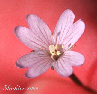 Flower of White Willowherb, Milkflower Willowherb: Epilobium lactiflorum (Synonyms: Epilobium alpinum var. lactiflorum, Epilobium hornemannii var. lactiflorum)
