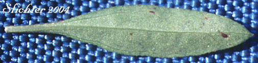 Basal leaf of White Willowherb, Milkflower Willowherb: Epilobium lactiflorum (Synonyms: Epilobium alpinum var. lactiflorum, Epilobium hornemannii var. lactiflorum)