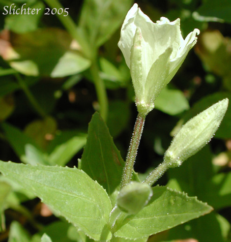 Yellow Willowherb, Yellow Willow-herb: Epilobium luteum