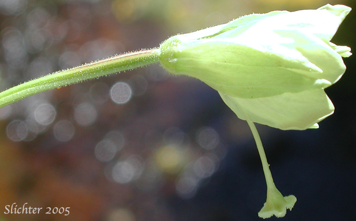 Flower of Yellow Willowherb, Yellow Willow-herb: Epilobium luteum