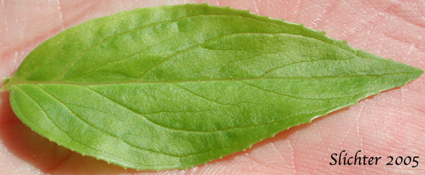 Leaf of Yellow Willowherb, Yellow Willow-herb: Epilobium luteum